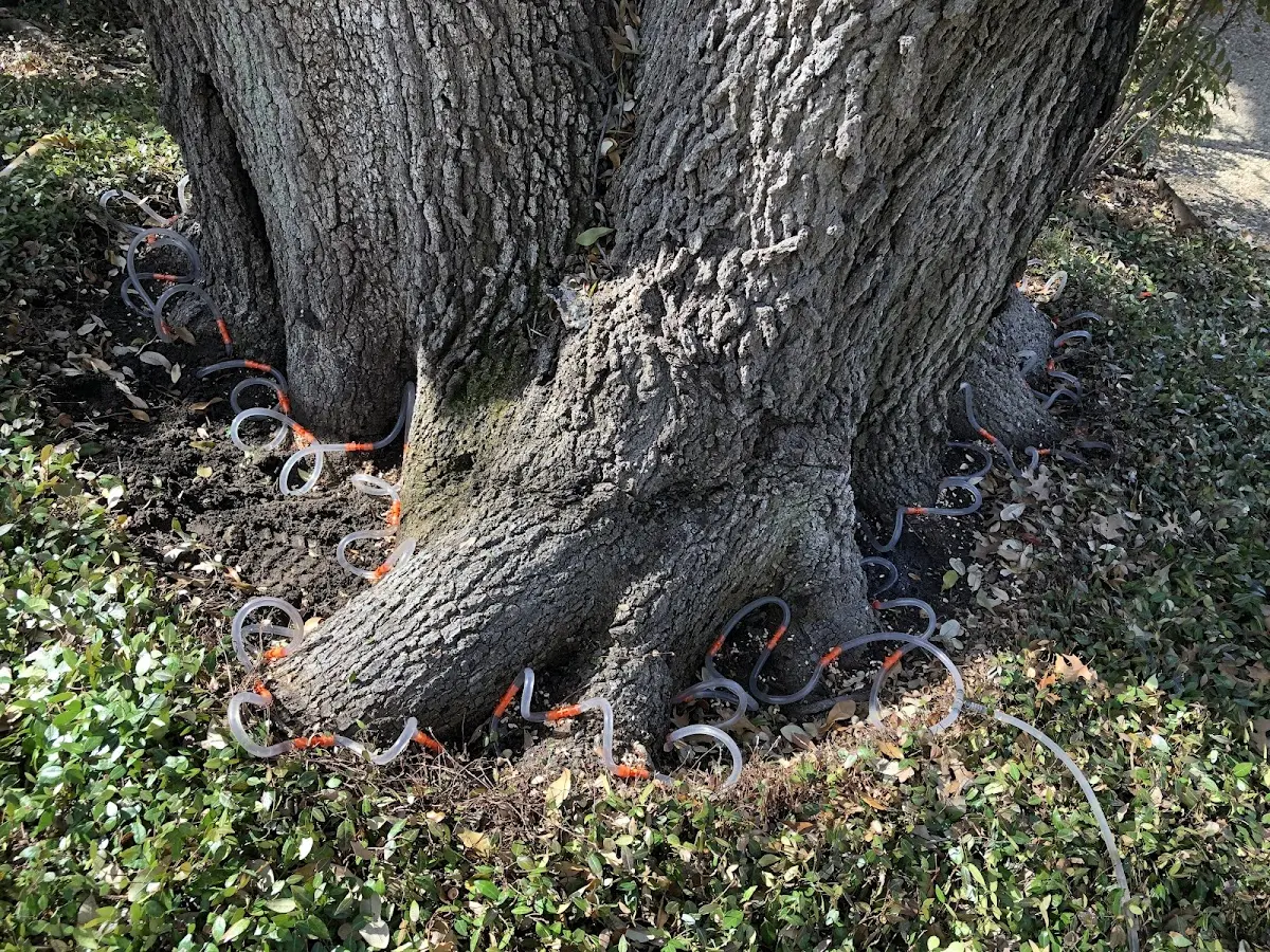 Detailed Tree Cabling and Bracing job site in Caliente