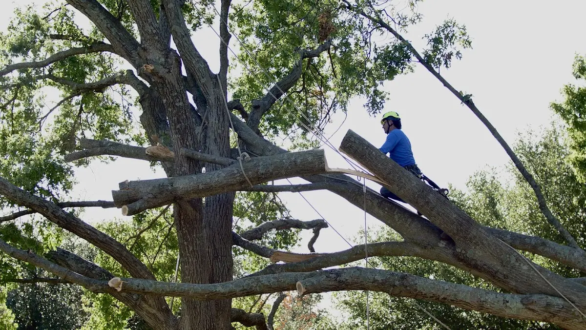 Professional Hazardous Tree Removal performed by certified arborists in Caliente