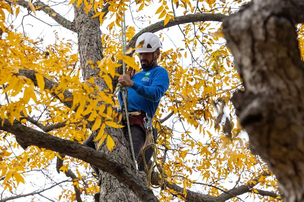 Skilled Tree Transplanting crew working in Caliente